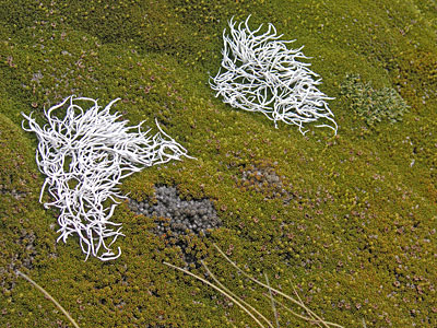 Built for you - lichen Lake Wanaka, New Zealand