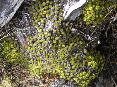 Built for you - lichen Lake Wanaka, New Zealand